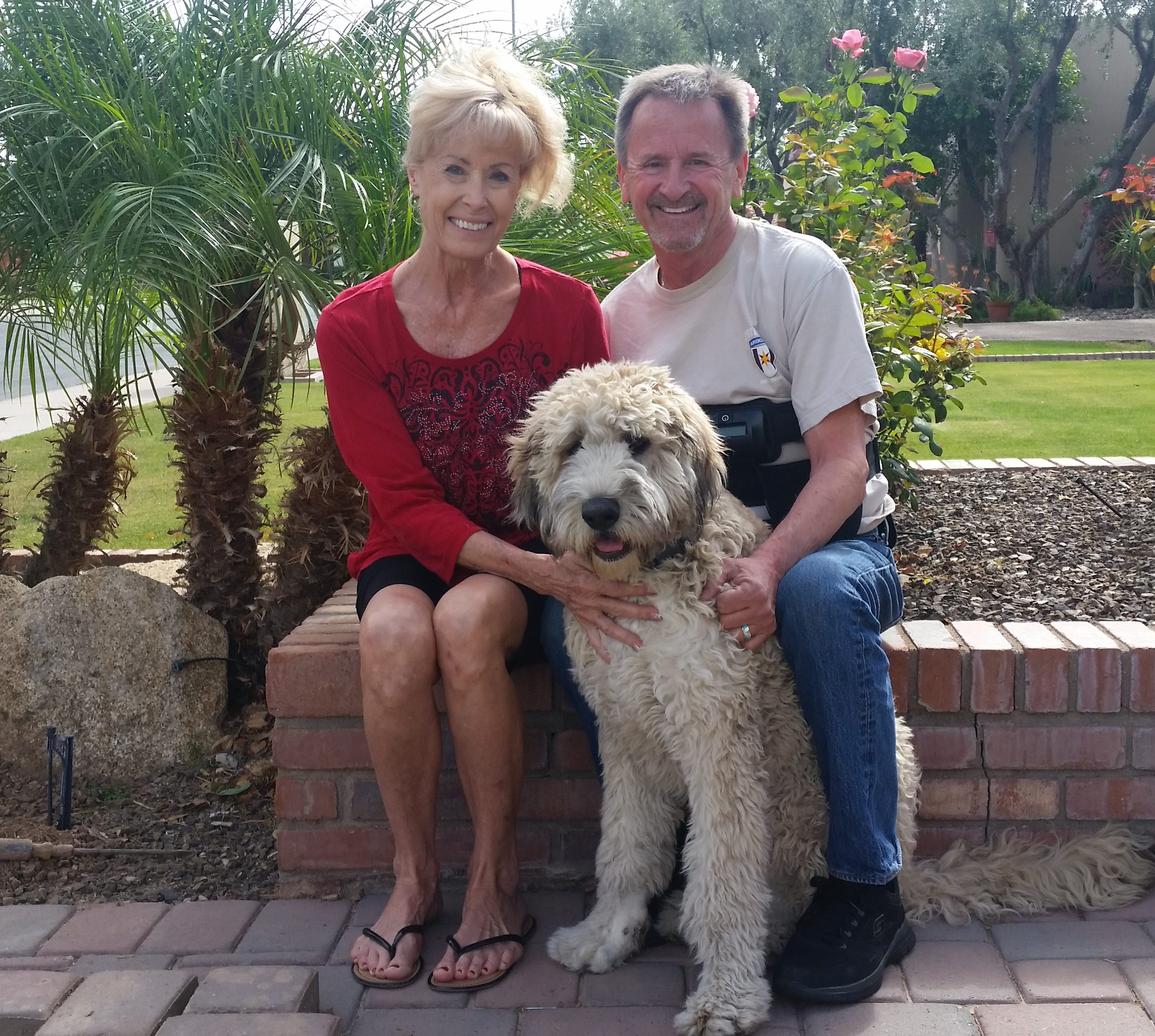 saint bernard and poodle mix