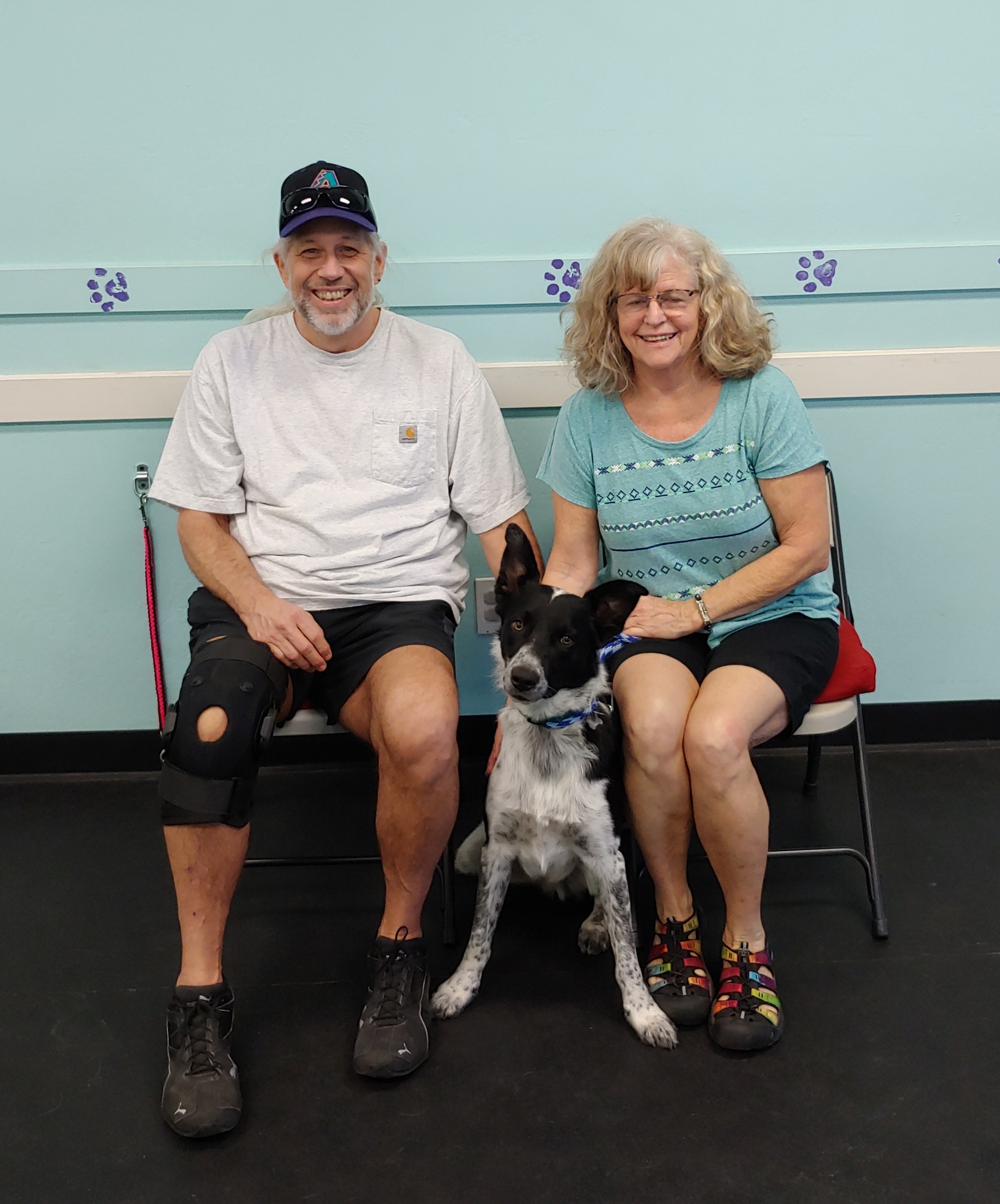 Border Collie Training | Kona’s Dog Training Tempe, Arizona