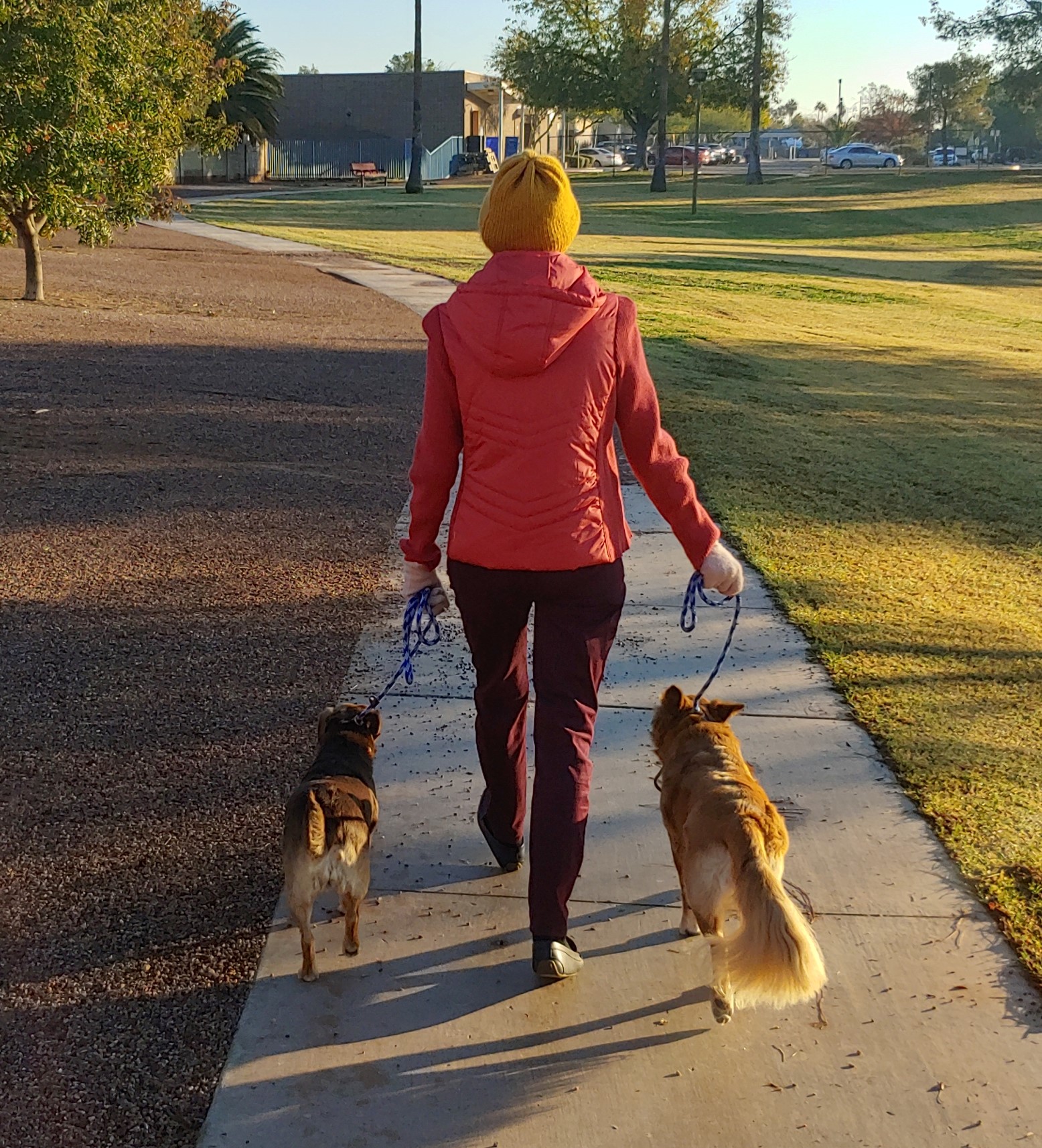 Dog Training for Phoenix