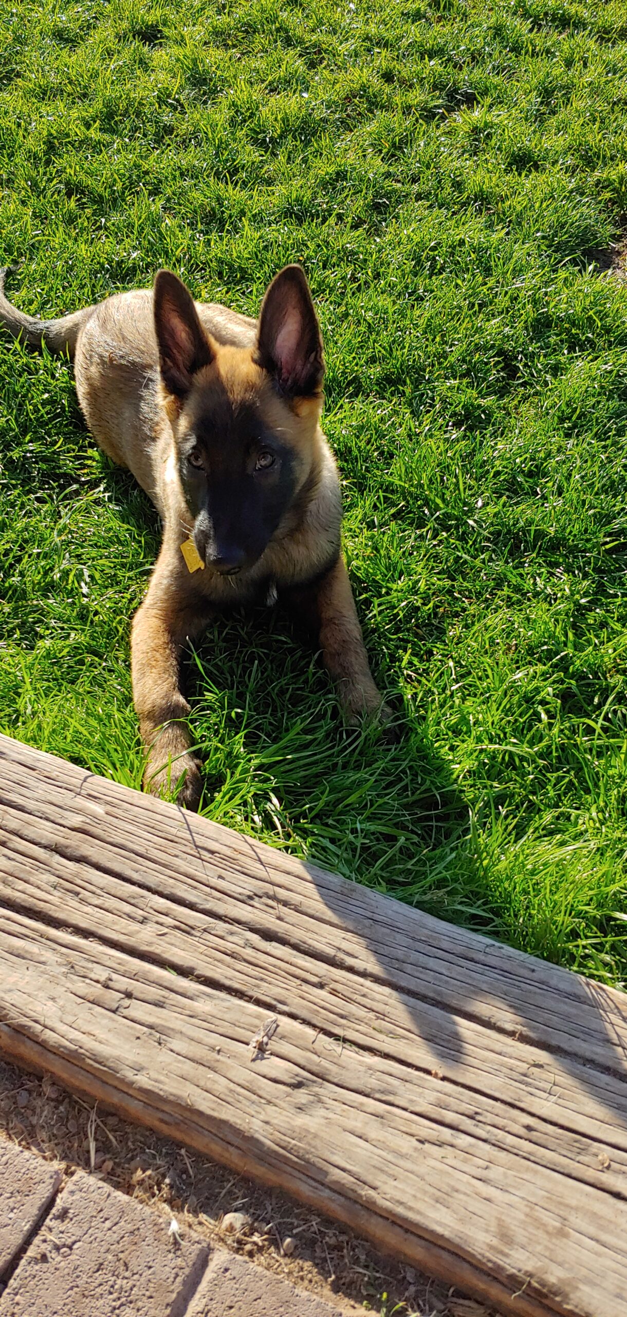 8 week sale old belgian malinois